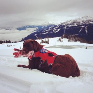 Image post by @whistlerblackcomb on Instagram