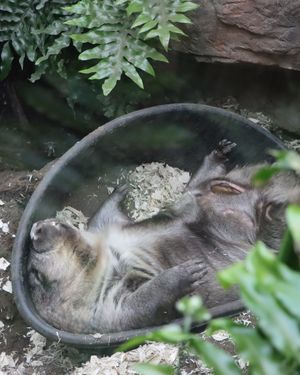 Image post by @thetorontozoo on Instagram
