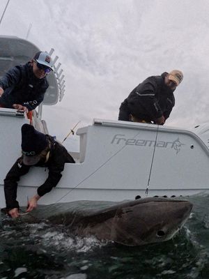 Image post by @freemanboatworks on Instagram