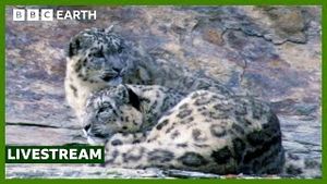 Video post by @bbcearth on YouTube