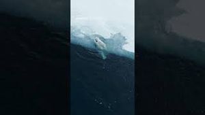 Video post by @dji on YouTube
