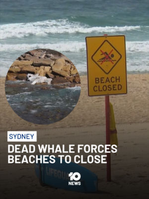 Video post by @10newsau on TikTok