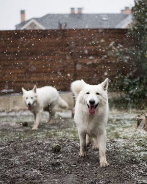 Image post by @triumphpetfood on Instagram