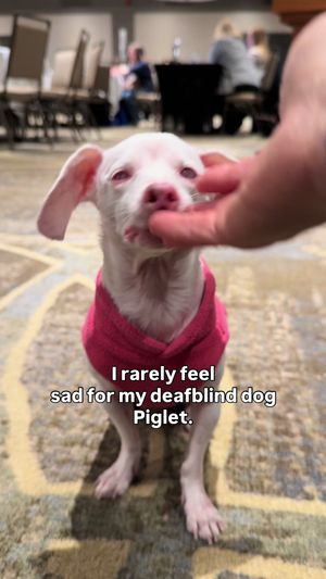 Video post by @pinkpigletpuppy on TikTok