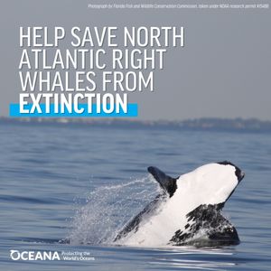 Image post by @oceana on Instagram
