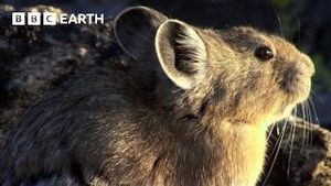 Video post by @bbcearth on YouTube