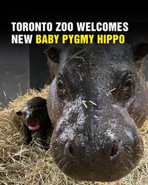 Image post by @streetsoftoronto on Instagram