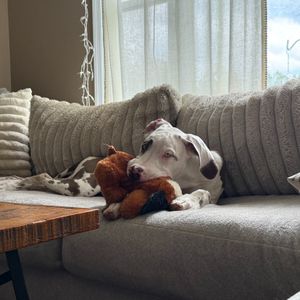 Image post by @originalsnugglepuppy on Instagram