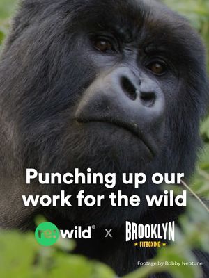 Image post by @rewild on Instagram