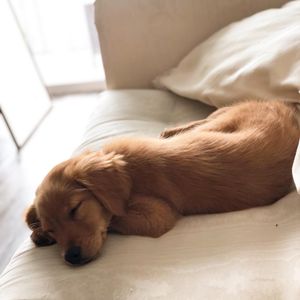 Image post by @pancake.thegolden on Instagram