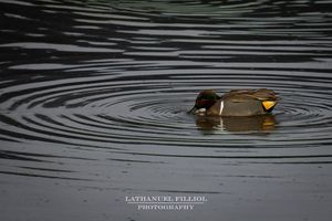 Image post by @lathanuelf_photos on Instagram