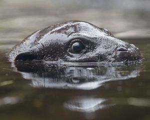 Image post by @sandiegozoo on Instagram