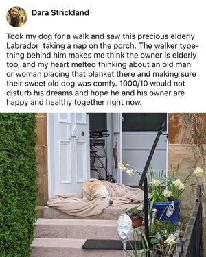 Image post by @weratedogs on Instagram