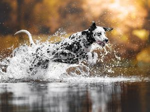 Image post by @animalplanet on Instagram
