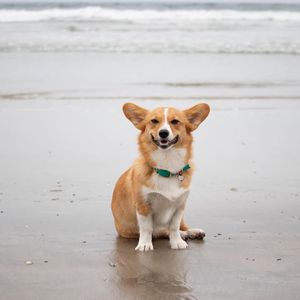 Image post by @ziggythecorg on Facebook