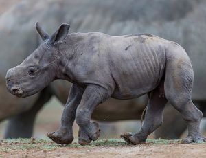 Image post by @sandiegozoo on Instagram