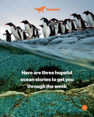 Image post by @sealegacy on Instagram