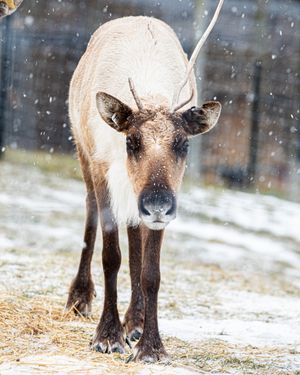Image post by @thetorontozoo on Instagram