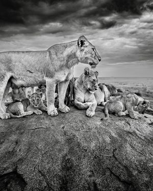 Image post by @paulnicklen on Instagram