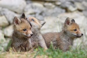 Image post by @animalplanet on Instagram