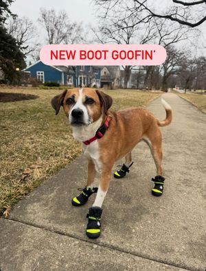 Image post by @petsmart on Instagram