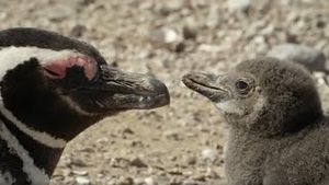 Video post by @bbcearth on YouTube