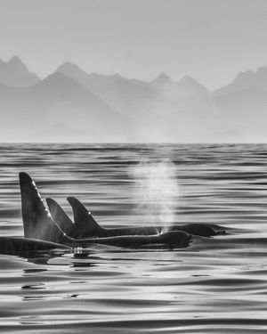 Image post by @sealegacy on Instagram