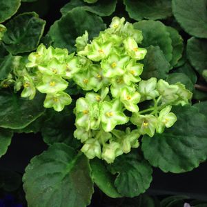 Image post by @ahs_gardening on Instagram