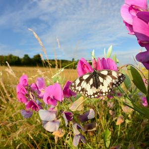Image post by @rspb on Instagram
