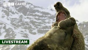 Video post by @bbcearth on YouTube