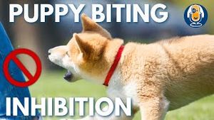 Video post by @dogsthat on YouTube