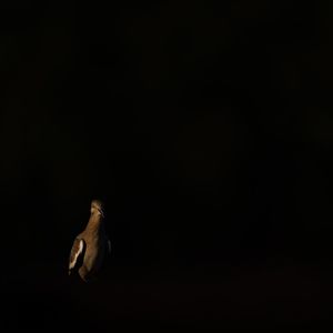 Image post by @hm_birds on Instagram