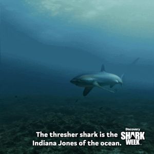 Video post by @SharkWeek on Twitter