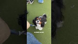 Video post by @bostonwithemily on YouTube