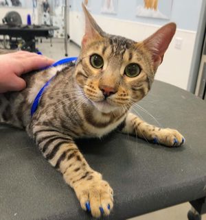 Image post by @petsmart on Instagram