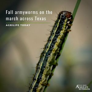 Image post by @txextension on Instagram