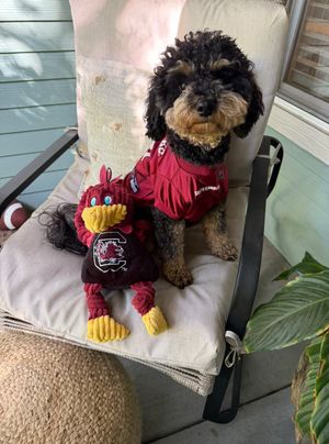 Image post by @barstoolgamecocks on Instagram