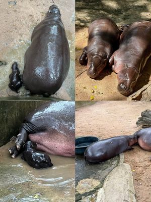 Image post by @khamoo.andthegang on Instagram