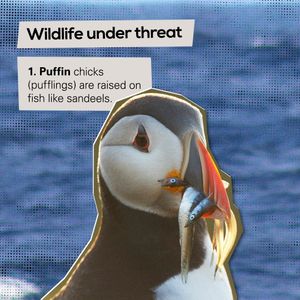 Image post by @rspb on Instagram