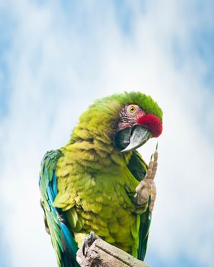 Image post by @animalplanet on Instagram