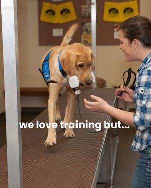 Image post by @canineorg on Instagram
