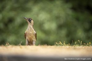 Image post by @rspb on Instagram