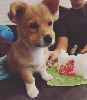 Image post by @aircorg on Instagram