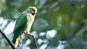 Video post by @bbcearth on YouTube