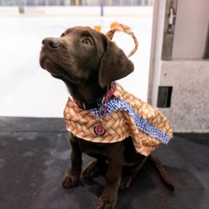 Image post by @capspup on Instagram