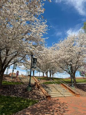 Image post by @unccharlotte on Instagram