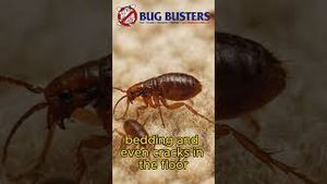 Video post by @bugbustersusa on YouTube