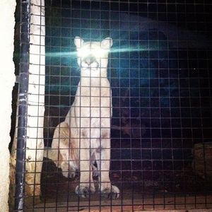 Image post by @sandiegozoo on Instagram