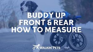 Video post by @walkinpets on YouTube
