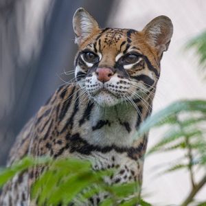 Image post by @sandiegozoo on Instagram